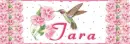 Tara hummingbird