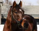 Alysheba