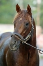 Smarty Jones