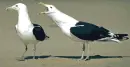henpecked bird