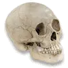 monkey man skull avatar