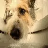 dog drink toilet