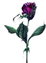Violets