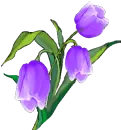 TUlip