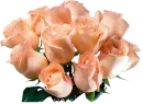 rosas
