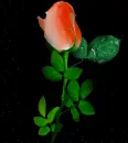 rosas