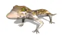 gecko looks