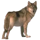 wolf looking back