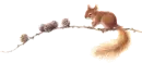 squirrel on a branch
