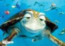 turtle dude