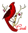 Cindi