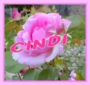 Pink Rose - Cindi