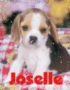 Joselle Beagle Puppy