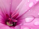 flor rosada