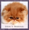 don't wanna