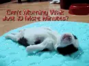 morning puppy