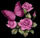 color changing rose and butterfly