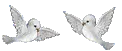Grey birds