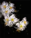 Flowers.