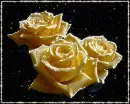 Flowers.