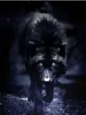black wolf