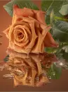 rose spill