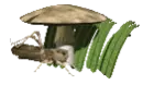 grasshopper and mushroom