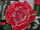 Rose.