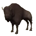 native american bison