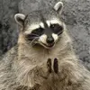clapping raccoon avatar