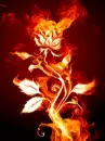 fire flower