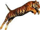 leaping year of the tiger