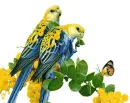 Parrots.