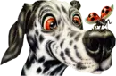 Dog.