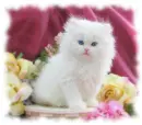 fluffy kitten