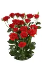 rosas