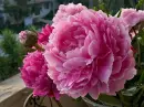 Peonia
