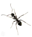 ant photo