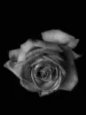 blinking blue rose