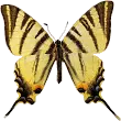 butterfly avatar