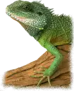 iguana