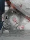 cute mouse
