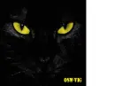 Dark Cat