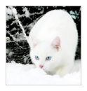 white cat