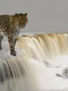 waterfall leopard
