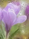 purple flower in the rain