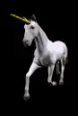 unicorn on black
