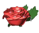 dew on red rose