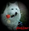 Wolf Love