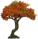 old oak tree